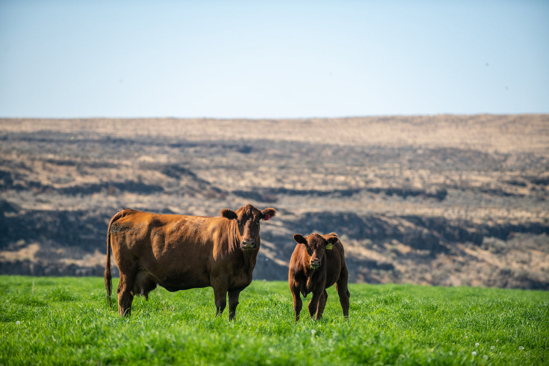 Grazewell: Climate-Smart Beef